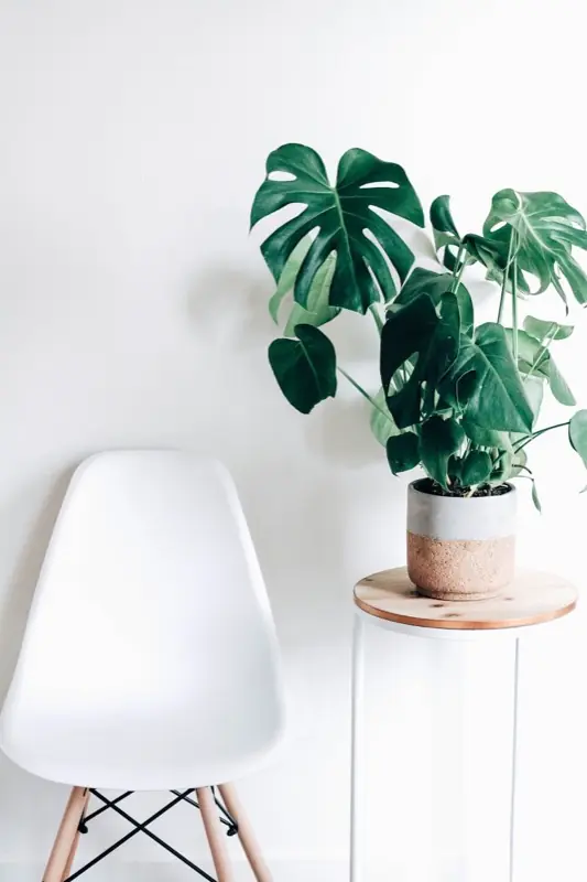 Complete Beginner Guide to Macrame Plant Hangers (4 Essential Knots)