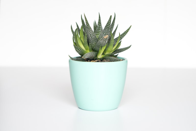 How to Age & Weather Terracotta Pots with Yogurt and Moss Under $15