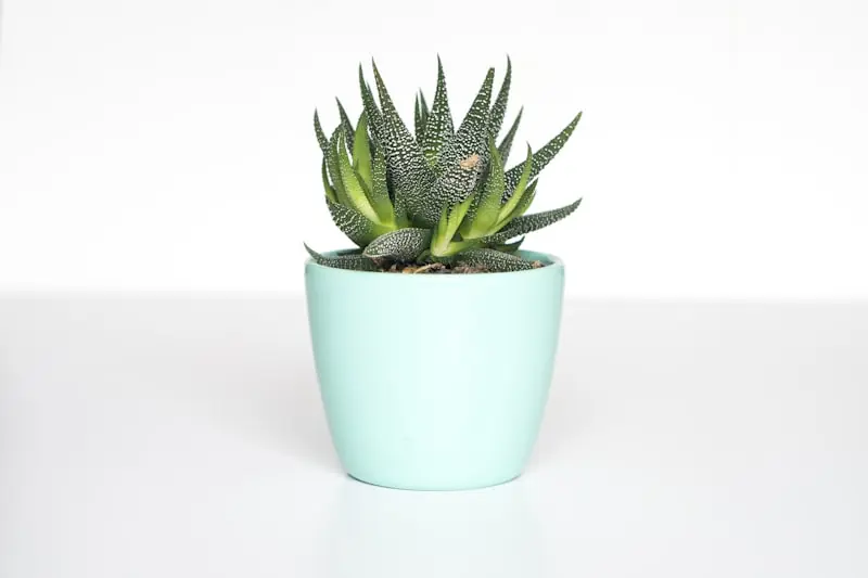 How to Age & Weather Terracotta Pots with Yogurt and Moss Under $15